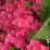 Glowing Embers Garden Hydrangea.png